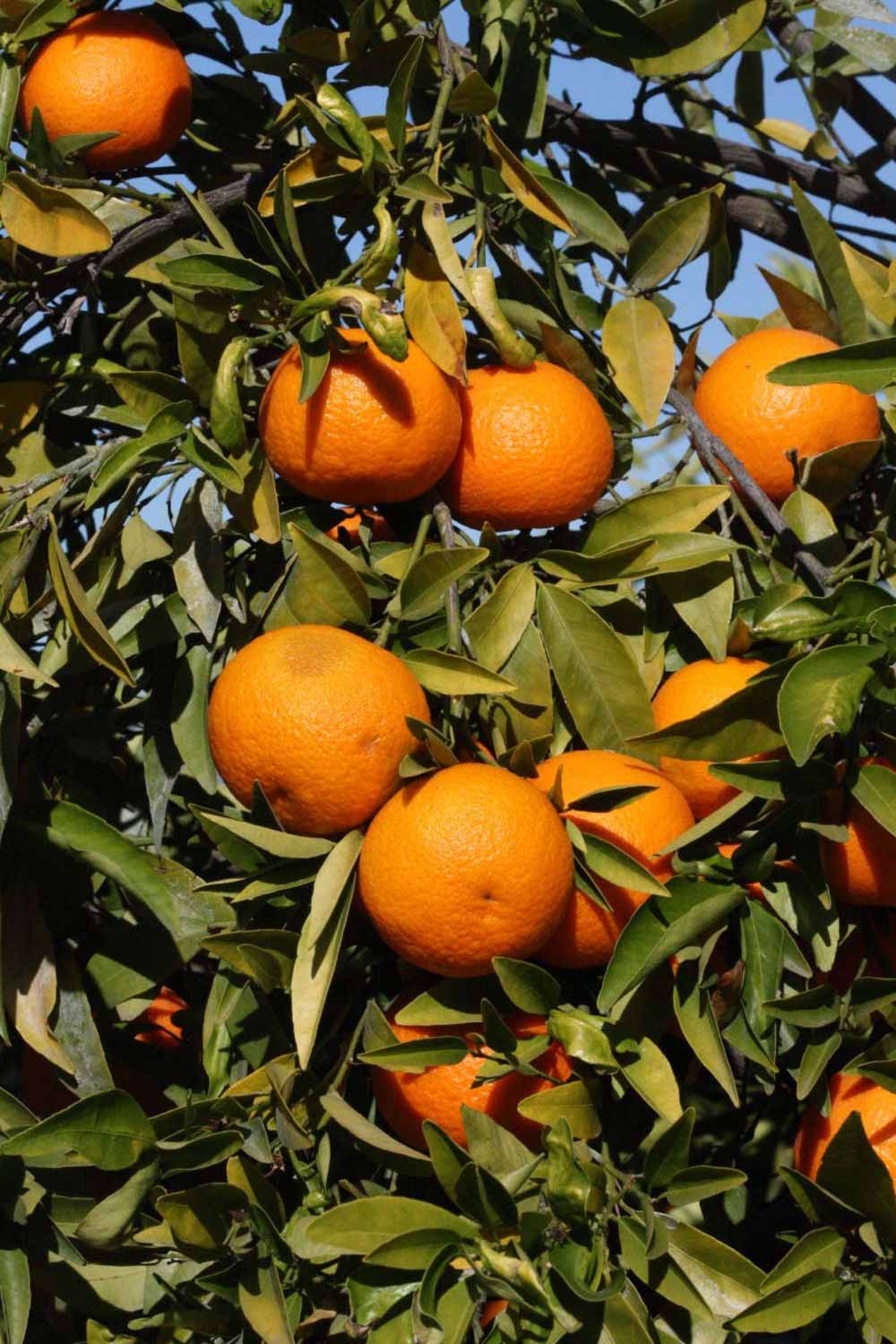              Fruit (SRA 92, Riverside, CA)       